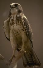 Picture of a Swainson's hawk